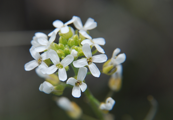 Photo of Sandbergia whitedii by Ryan Batten
