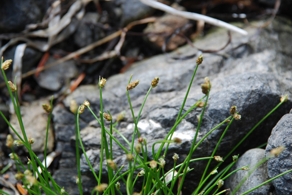Photo of Isolepis cernua by Ryan Batten