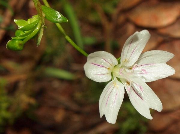 Photo of Claytonia sibirica by Liz Watkinson