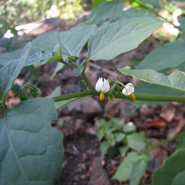 Photo of Solanum americanum by Jeanne Ross
