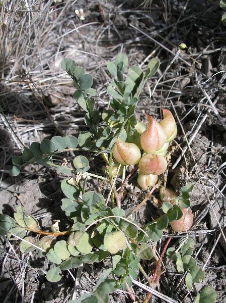 Photo of Astragalus beckwithii var. weiserensis by Curtis Bjork