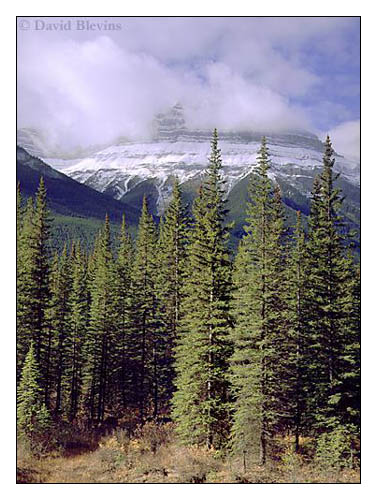 Photo of Picea glauca by <a href="
http://www.blevinsphoto.com/
">David Blevins</a>