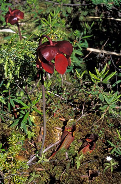 Photo of Sarracenia purpurea ssp. gibbosa by Ian Gardiner