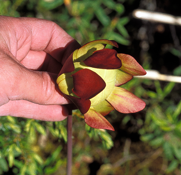 Photo of Sarracenia purpurea ssp. gibbosa by Ian Gardiner
