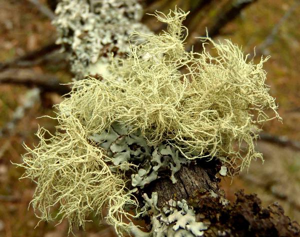 Photo of Usnea lapponica by Curtis Bjork