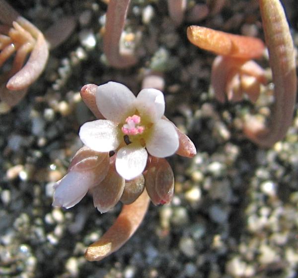Photo of Claytonia exigua ssp. exigua by Rosemary Taylor