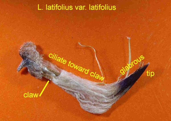 Photo of Lupinus rivularis by Curtis Bjork