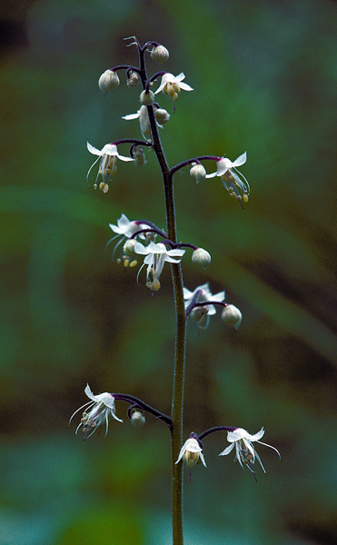 Photo of Tiarella trifoliata var. unifoliata by Ian Gardiner