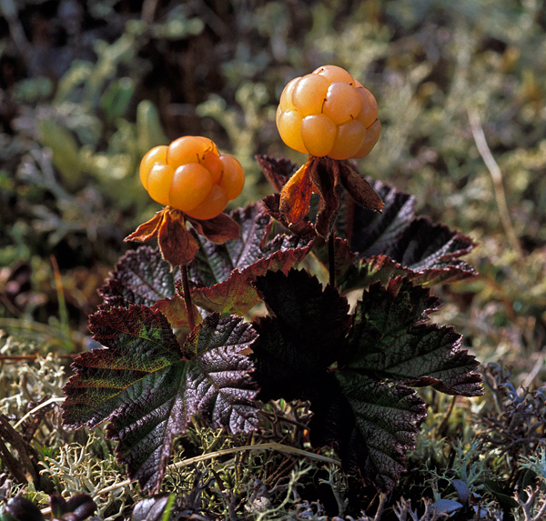 Photo of Rubus chamaemorus by Ian Gardiner