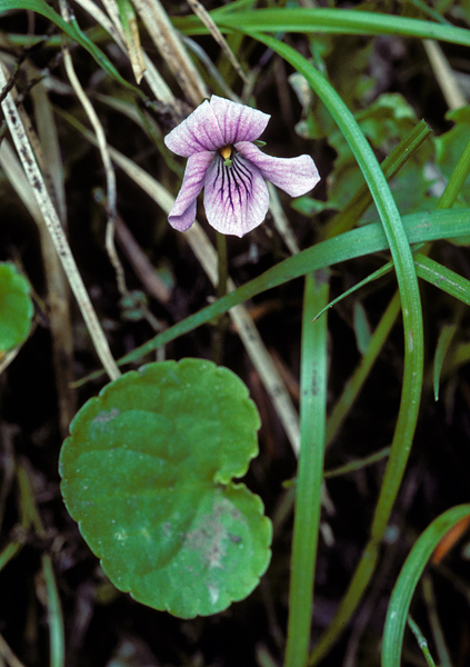 Photo of Viola palustris var. palustris by Ian Gardiner