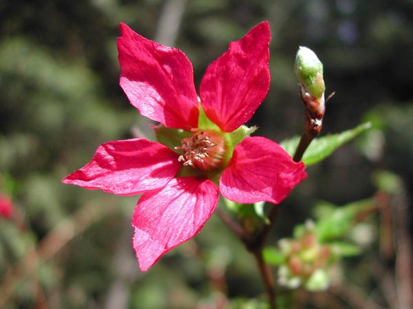 Photo of Rubus spectabilis by <a href="http://www.ece.ubc.ca/~ianc/">Ian Cumming</a>