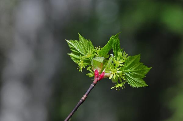 Photo of Acer glabrum by <a href="http://www.adventurevalley.com/larry">Larry Halverson</a>