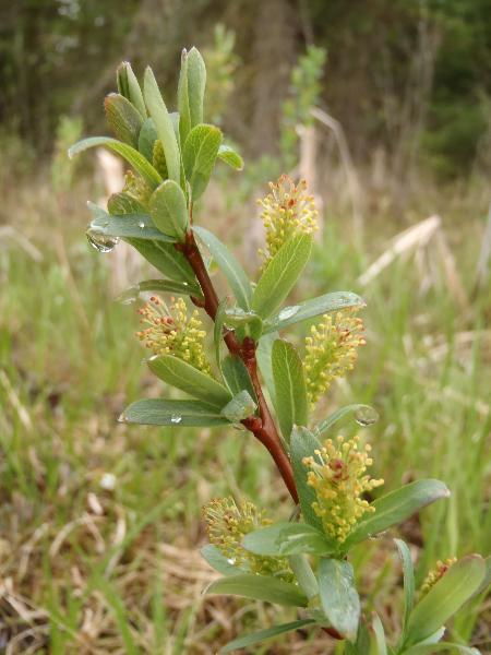 Photo of Salix pedicellaris by Curtis Bjork