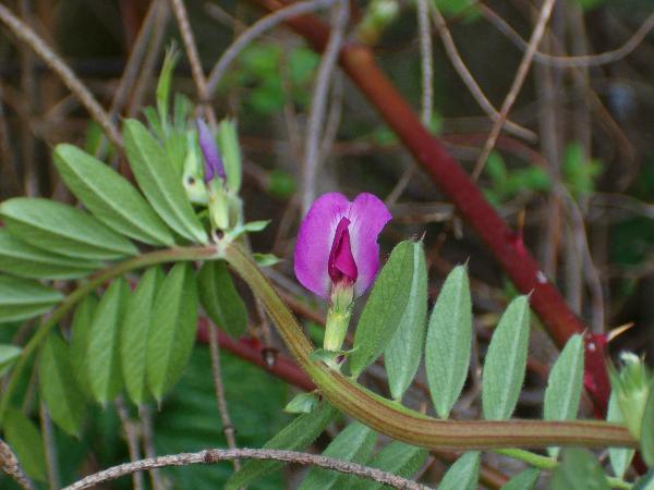 Photo of Vicia sativa by Kevin Newell