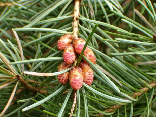 Photo of Pseudotsuga menziesii var. glauca by Kevin Newell