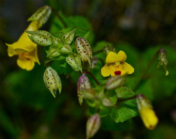 Photo of Erythranthe alsinoides by Grahame  Ware
