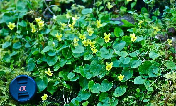 Photo of Viola sempervirens by Grahame  Ware