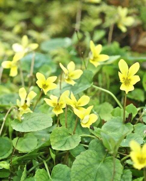 Photo of Viola sempervirens by Grahame  Ware