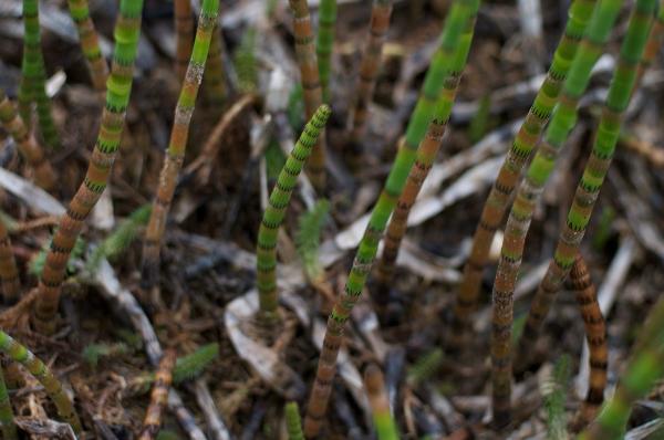 Photo of Equisetum fluviatile by <a href="http://www.poulinenvironmental.com">Vince Poulin</a>