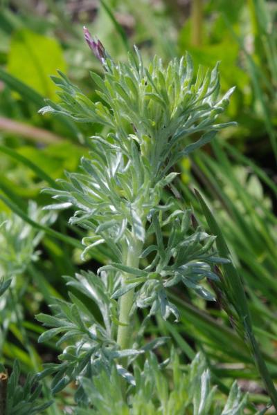 Photo of Artemisia frigida by <a href="http://www.cicerosings.blogspot.com">Eileen Brown</a>