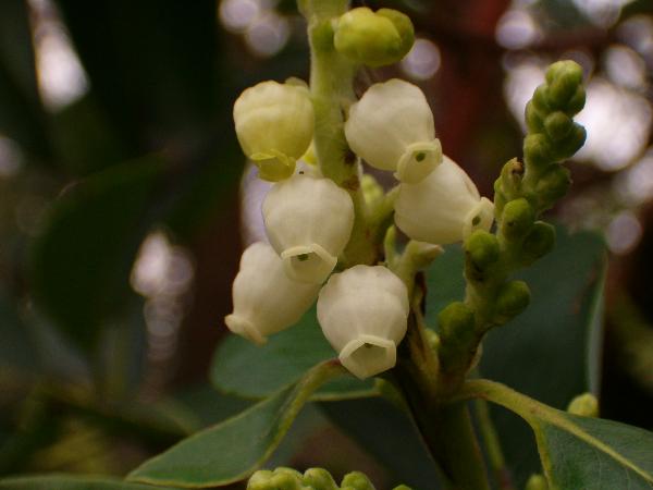 Photo of Arbutus menziesii by Kevin Newell