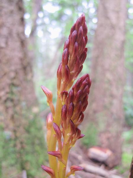 Photo of Corallorhiza maculata by <a href="http://www.bcimage.com">Gary Ansell</a>
