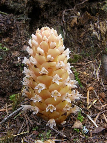 Photo of Kopsiopsis hookeri by <a href="http://www.bcimage.com">Gary Ansell</a>