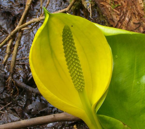 Photo of Lysichiton americanus by Kevin Newell