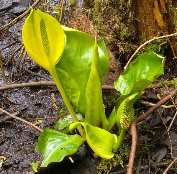 Photo of Lysichiton americanus by Kevin Newell