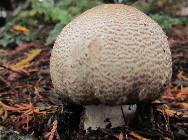 Photo of Agaricus augustus by <a href="http://www.westcoastgardens.ca">Celeste Paley</a>
