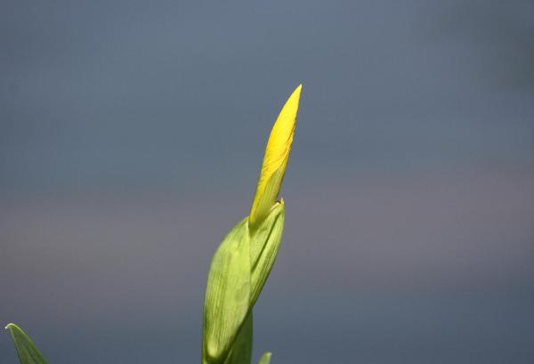 Photo of Iris pseudacorus by <a href="http://www.flickr.com/photos/dianesdigitals/">Diane Williamson</a>