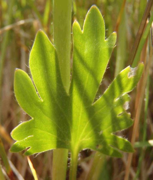 Photo of Ranunculus cardiophyllus by Curtis Bjork