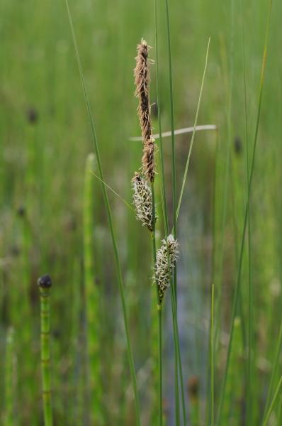 Photo of Carex lasiocarpa by <a href="http://www.poulinenvironmental.com">Vince Poulin</a>