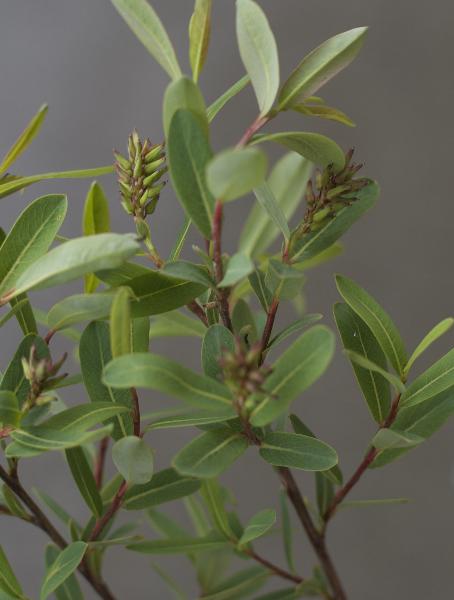 Photo of Salix pedicellaris by <a href="http://www.poulinenvironmental.com">Vince Poulin</a>