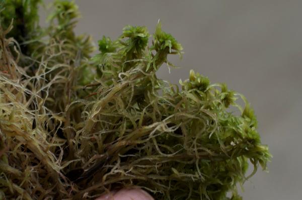 Photo of Sphagnum angustifolium by <a href="http://www.poulinenvironmental.com">Vince Poulin</a>