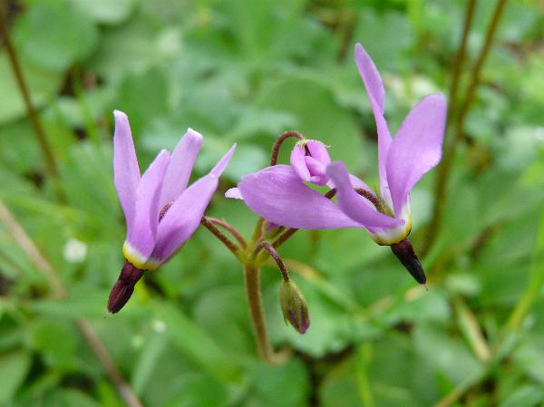 Photo of Dodecatheon hendersonii by Krysia Tuttle