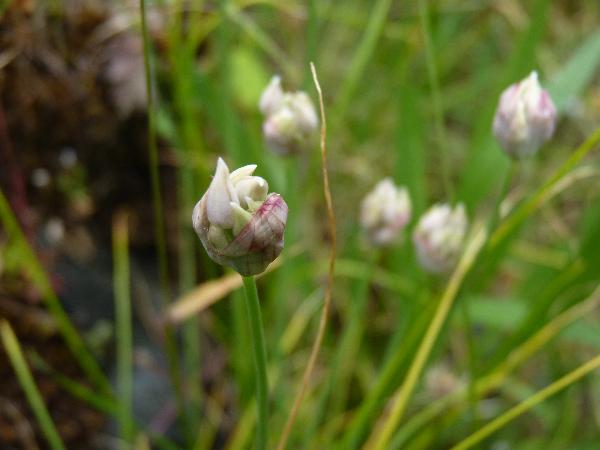 Photo of Allium amplectens by Deborah Freeman