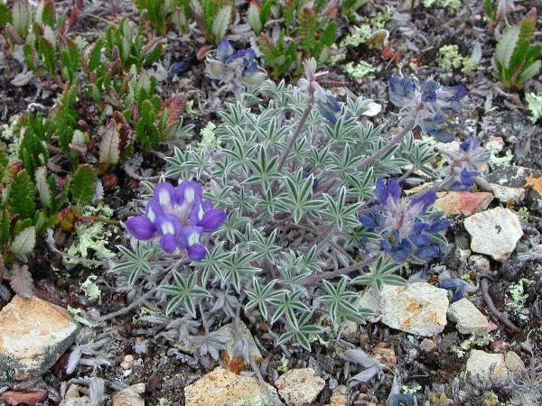 Photo of Lupinus lyallii by <a href="http://microsphere.shawwebspace.ca/">Ward Strong</a>