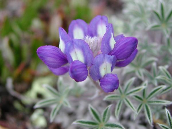 Photo of Lupinus lyallii by <a href="http://microsphere.shawwebspace.ca/">Ward Strong</a>
