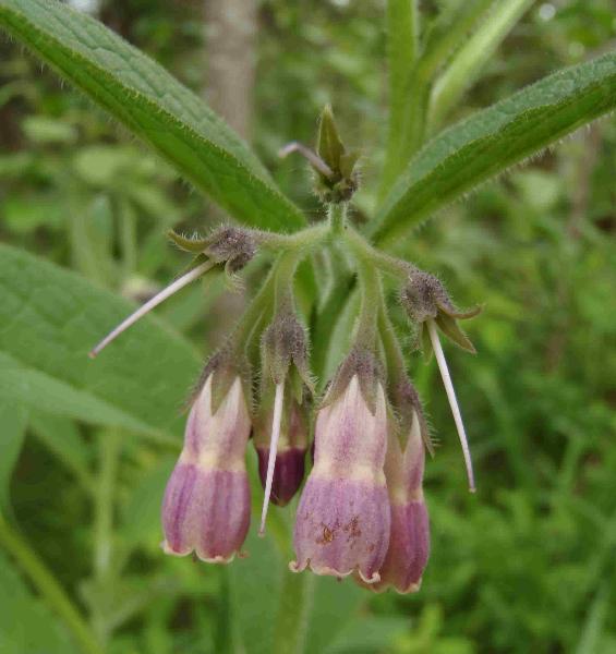 Photo of Symphytum officinale by Curtis Bjork