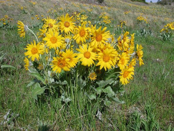 Photo of Balsamorhiza sagittata by <a href="http://microsphere.shawwebspace.ca/">Ward Strong</a>