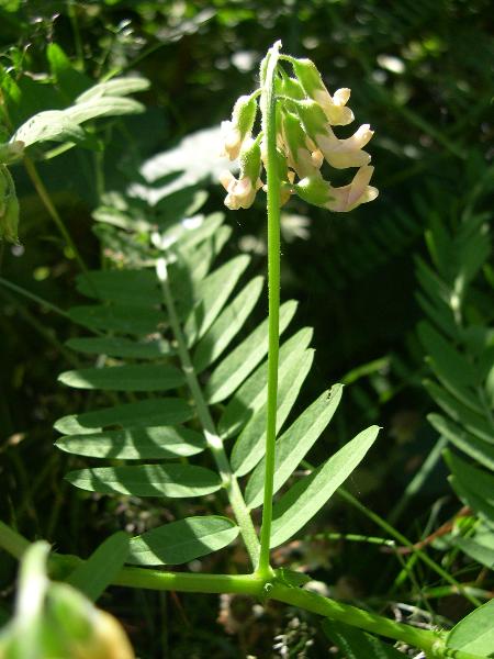 Photo of Vicia nigricans by Amelie Rousseau