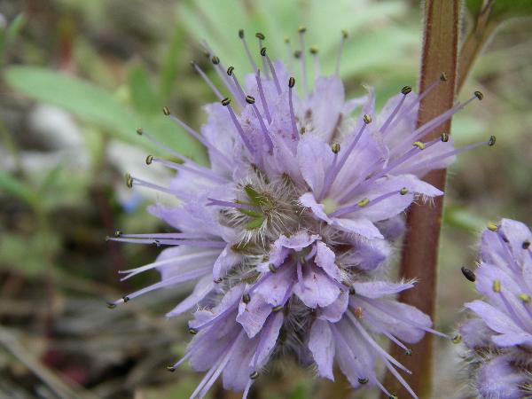 Photo of Hydrophyllum capitatum var. capitatum by <a href="http://microsphere.shawwebspace.ca/">Ward Strong</a>