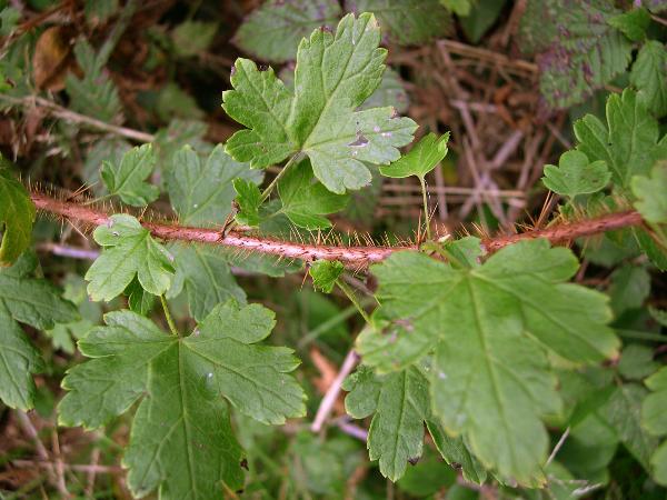 Photo of Ribes lacustre by Amelie Rousseau