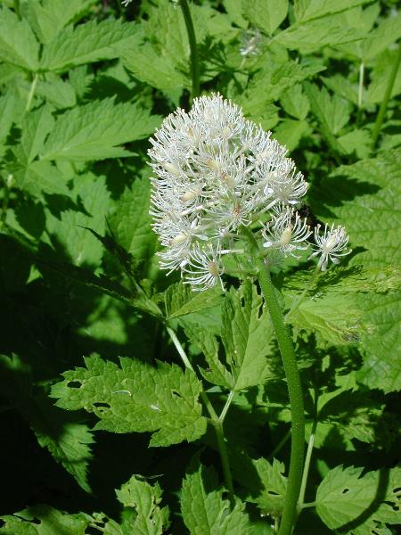 Photo of Actaea rubra by <a href="http://microsphere.shawwebspace.ca/">Ward Strong</a>