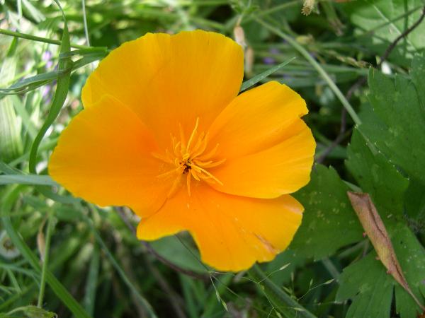 Photo of Eschscholzia californica by Amelie Rousseau
