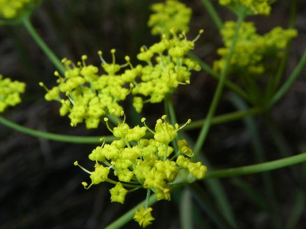 Photo of Lomatium ambiguum by <a href="http://microsphere.shawwebspace.ca/">Ward Strong</a>