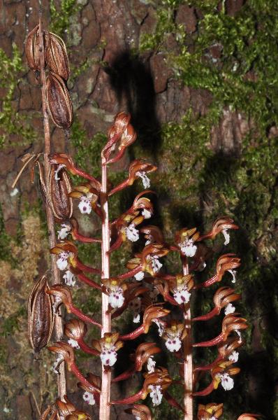 Photo of Corallorhiza maculata var. occidentalis by Heinz Baum