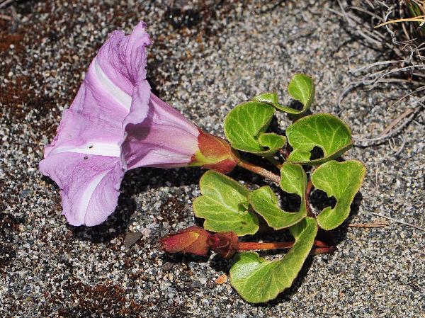 Photo of Calystegia soldanella by Virginia Skilton