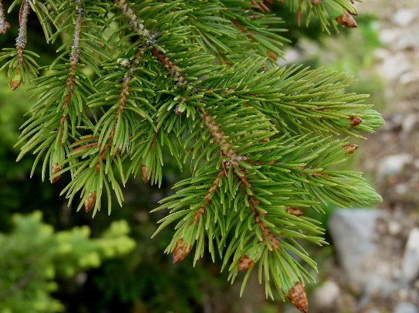 Photo of Picea engelmannii by Jamie Fenneman